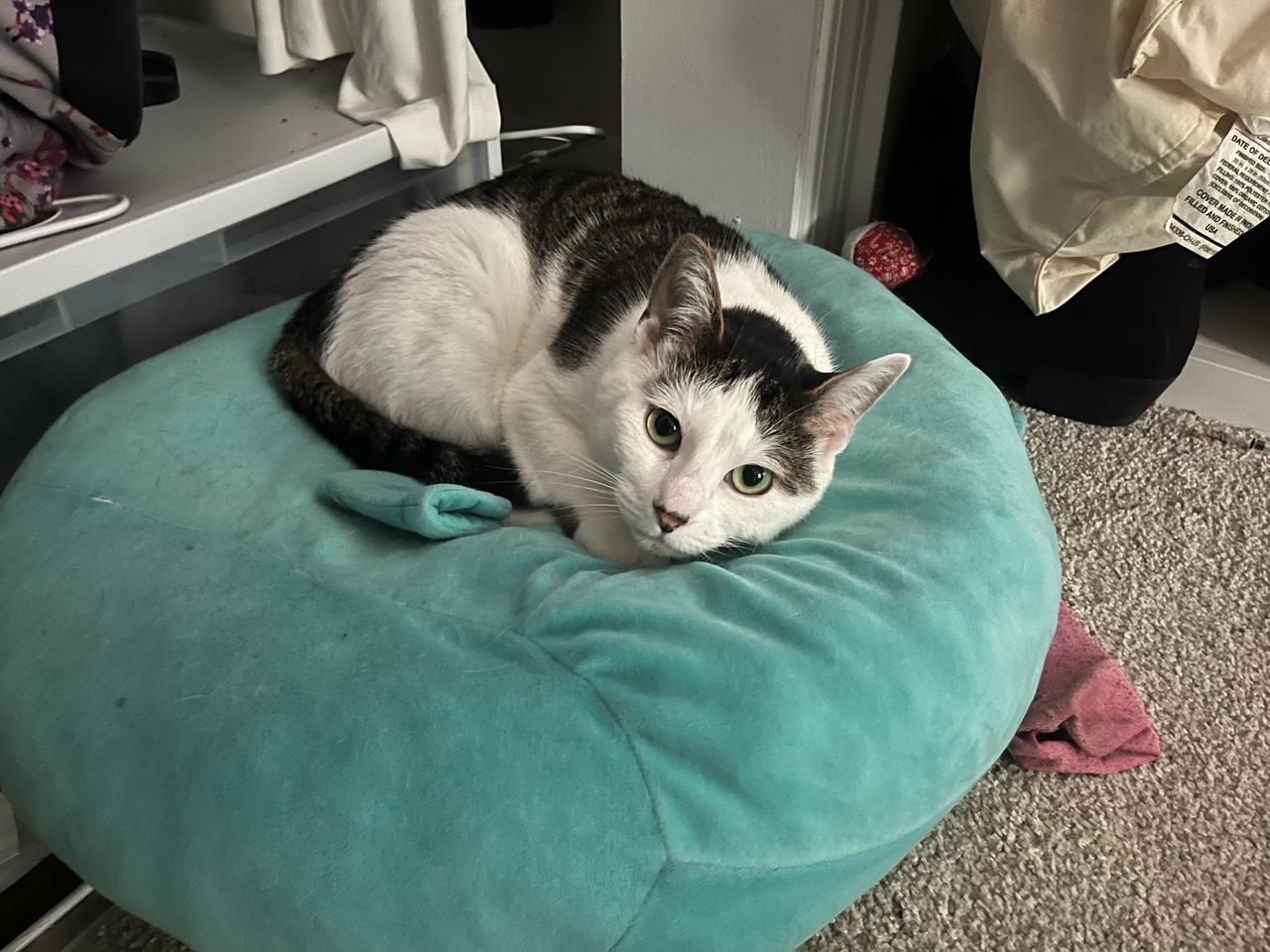 Sweet Pea, Adoptable, Adult Female Domestic Short Hair.