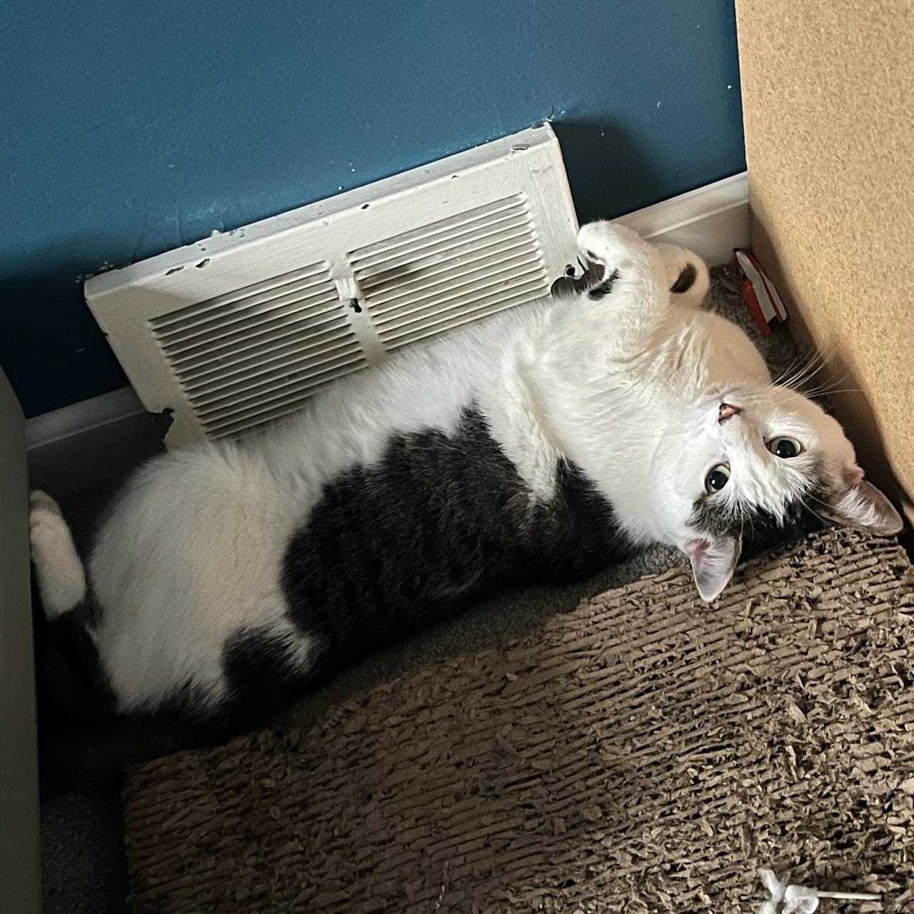 Sweet Pea, a Adoptable Domestic Short Hair in Oberlin, OH image 2/5