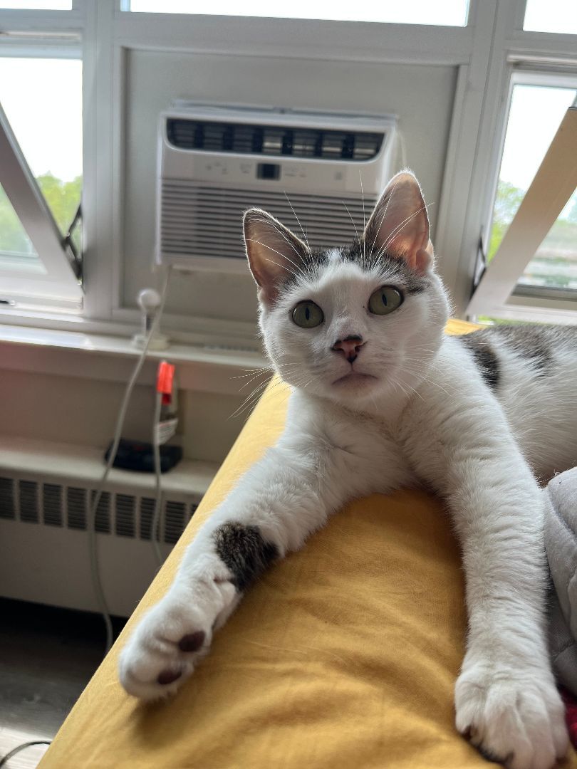 Sweet Pea, a Adoptable Domestic Short Hair in Oberlin, OH image 3/5