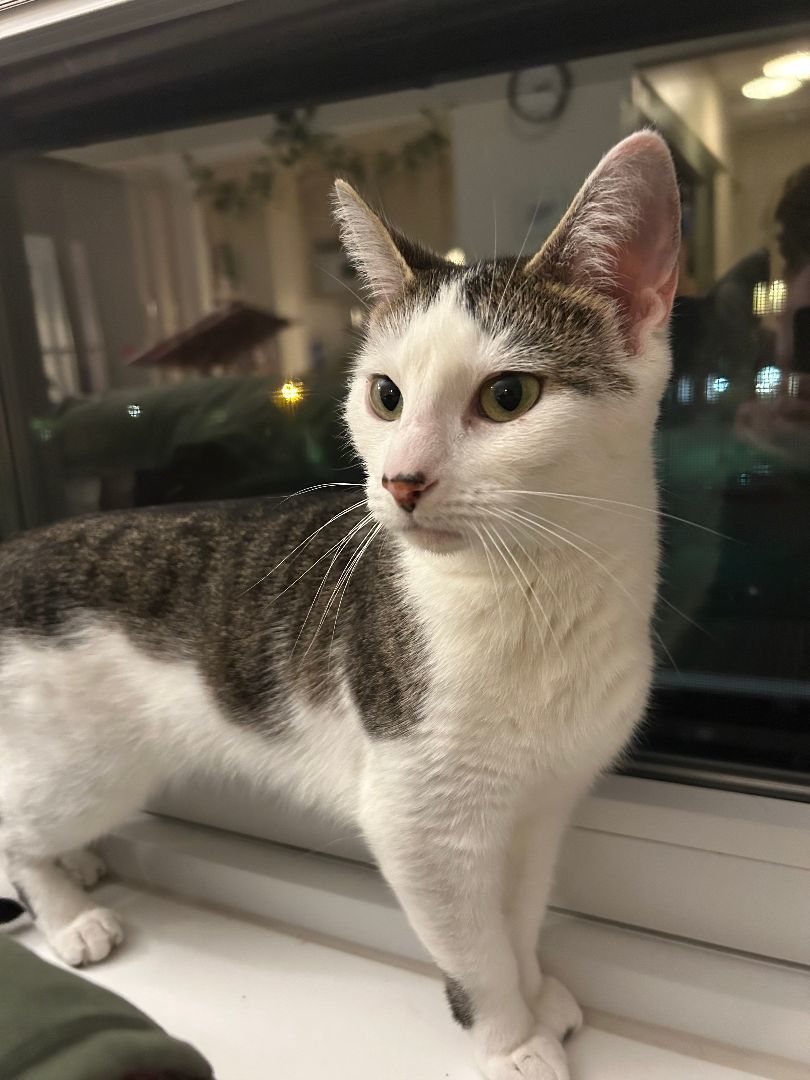 Sweet Pea, a Adoptable Domestic Short Hair in Oberlin, OH image 4/5