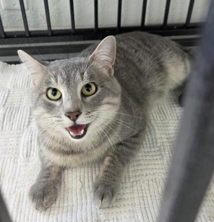 Pervical Wellington, Adoptable, Adult Male Domestic Short Hair & Domestic Short Hair.