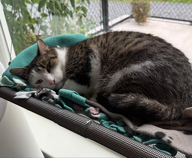 Zucchini, Adoptable, Adult Male Domestic Short Hair.