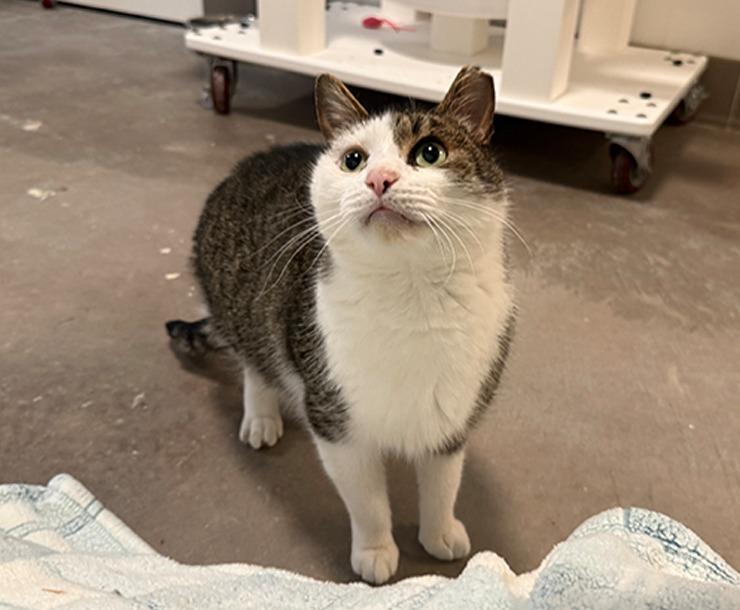 Enlarge Zucchini, a Adoptable mixed breed in Sultan, WA image 2/4