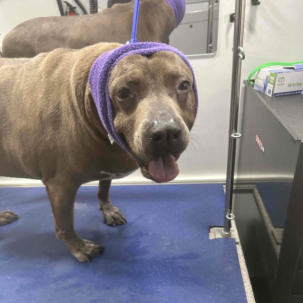 McGyver, Adoptable, Senior Male Pit Bull Terrier.