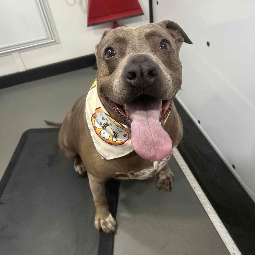 Enlarge McGyver, a Adoptable mixed breed in Colorado Springs, CO image 2/4