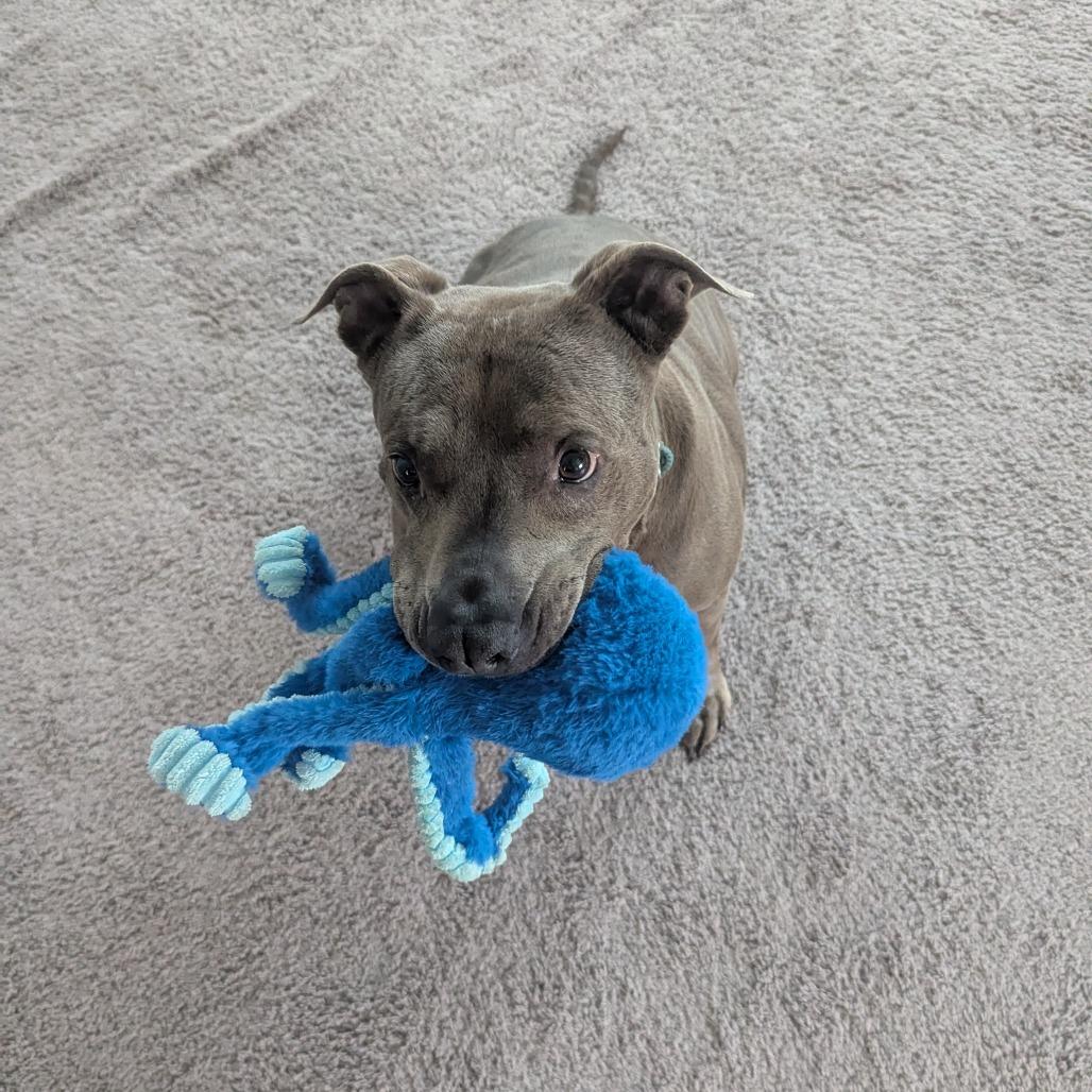 Enlarge McGyver, a Adoptable mixed breed in Colorado Springs, CO image 4/4