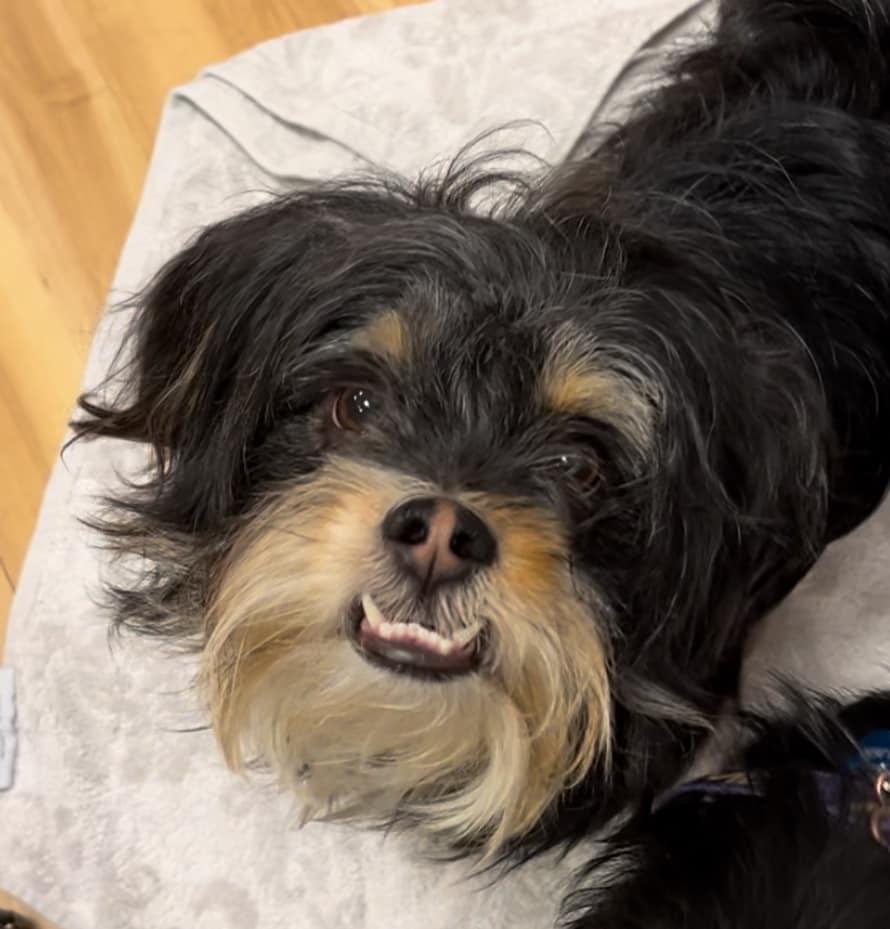 Chewy (F5), a Adopted mixed breed in Gilbert , AZ image 1/2
