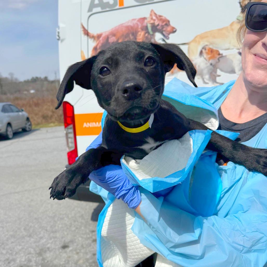 Satin, Adoptable, Puppy Male Mixed Breed.