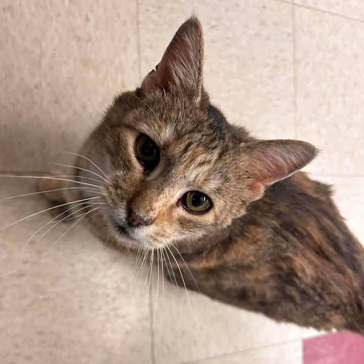 Daffodil, Adoptable, Adult Female Domestic Short Hair.