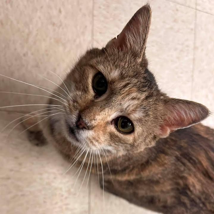 Enlarge Daffodil, a Adoptable Domestic Short Hair in Waynesboro, PA image 2/3