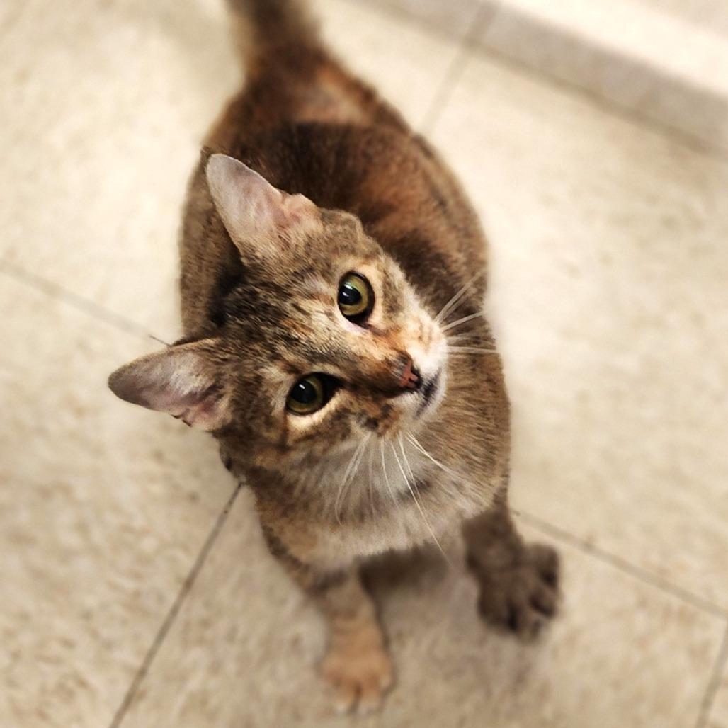 Enlarge Daffodil, a Adoptable Domestic Short Hair in Waynesboro, PA image 1/1