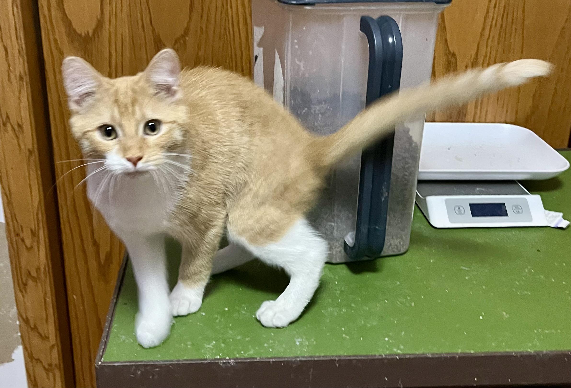 Enlarge Sullivan, a Adoptable Domestic Short Hair in Faribault, MN image 3/3