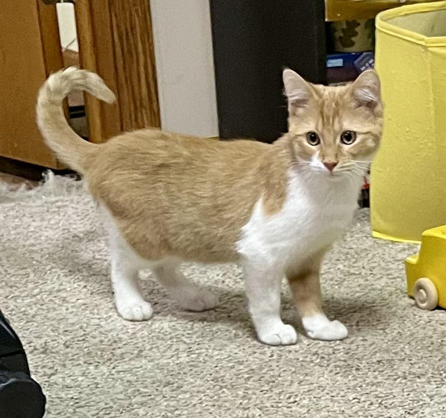 Enlarge Sullivan, a Adoptable Domestic Short Hair in Faribault, MN image 1/3