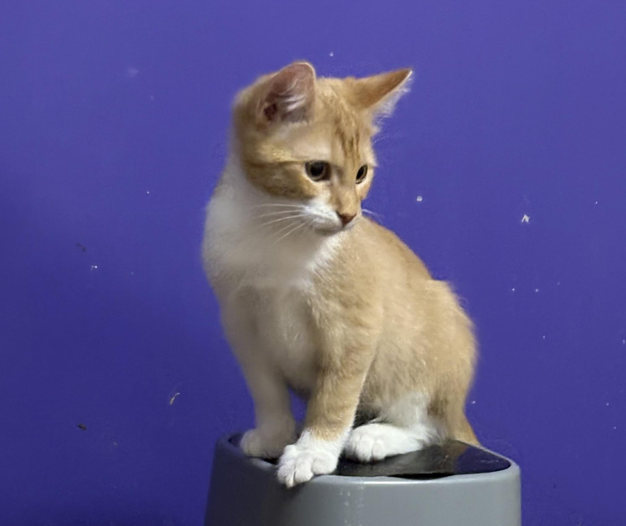 Enlarge Sullivan, a Adoptable Domestic Short Hair in Faribault, MN image 2/3