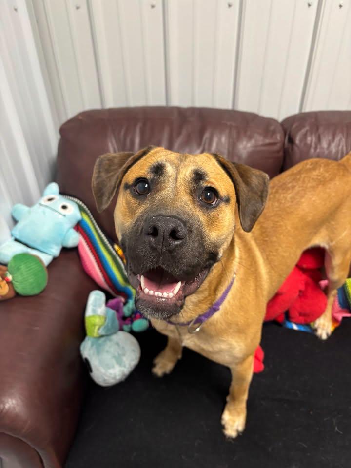 Zoe, Adoptable, Adult Female Mixed Breed.