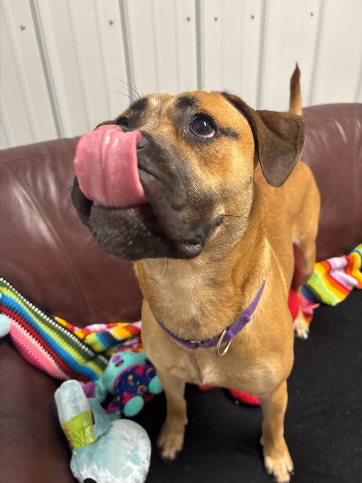 Enlarge Zoe, a Adoptable Mixed Breed in Davenport, IA image 2/2