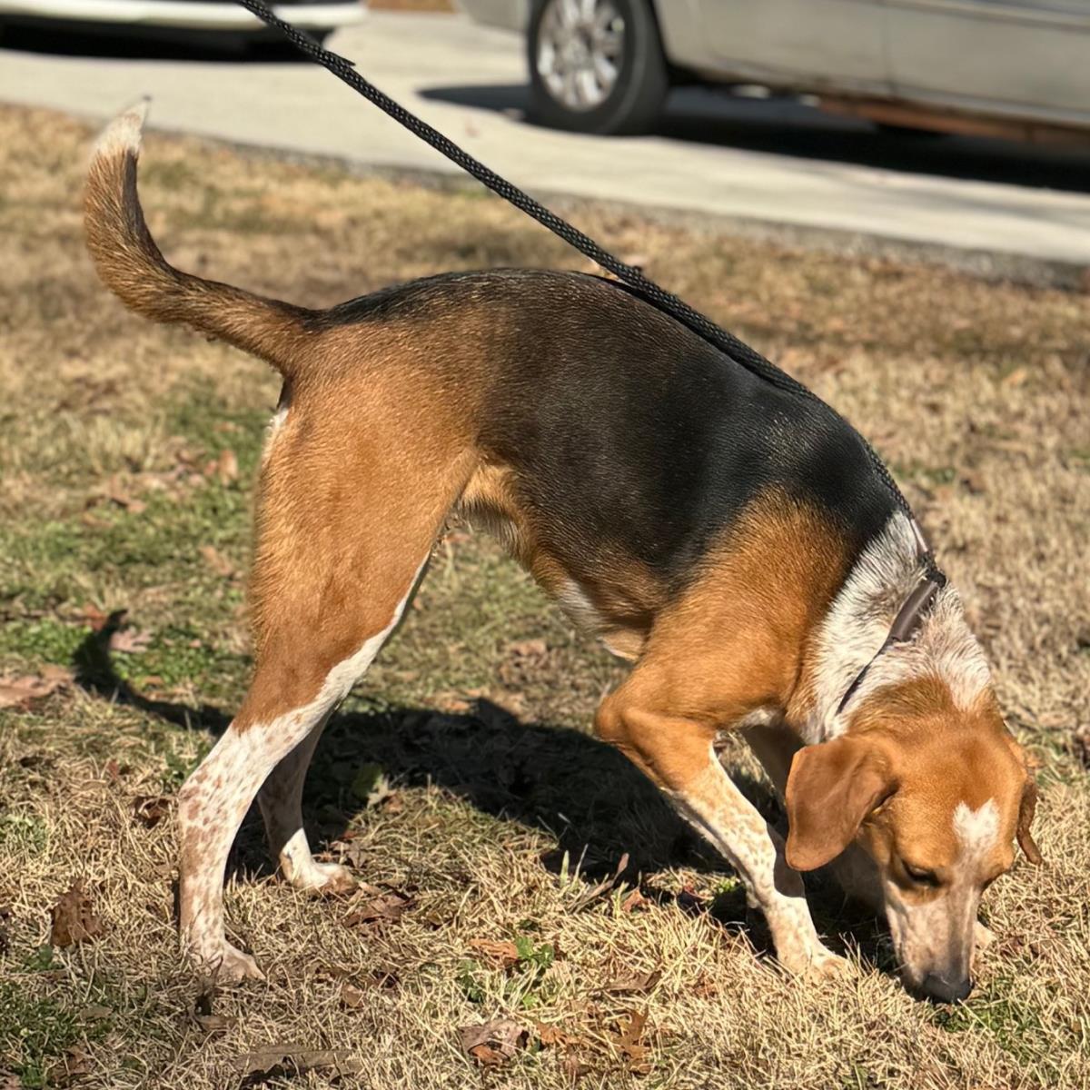 Jolene, Adoptable, Adult Female Treeing Walker Coonhound.