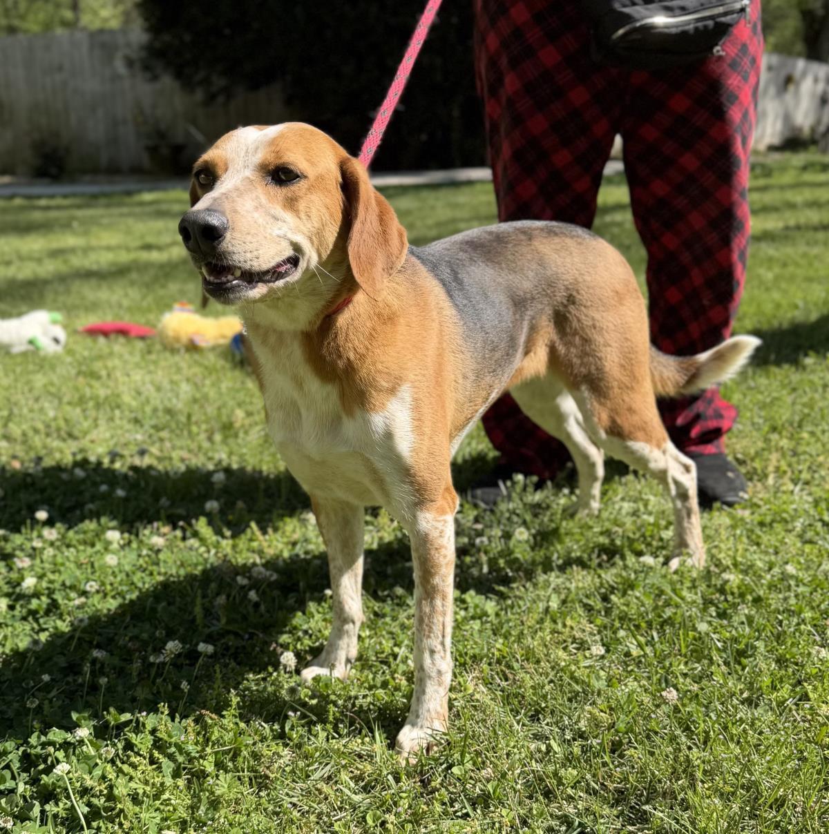 Jolene, Adoptable, Adult Female Treeing Walker Coonhound.