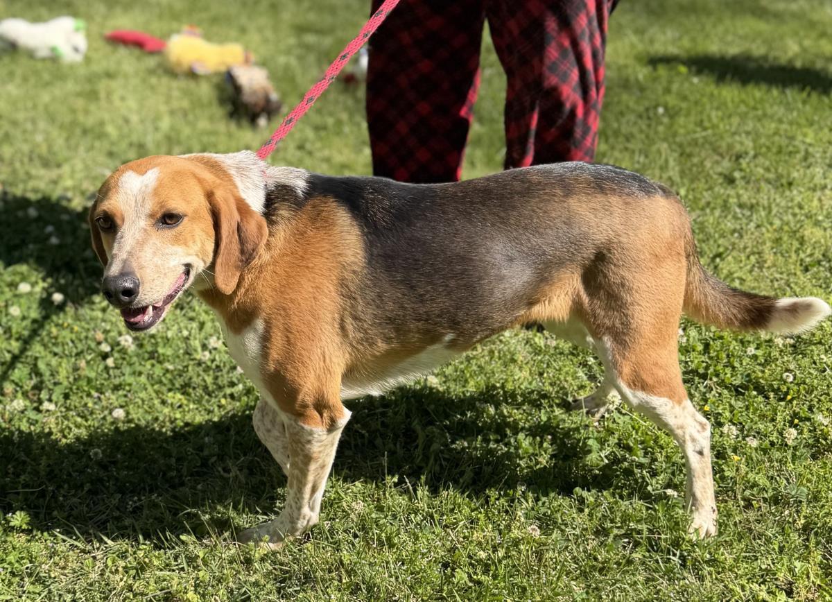 Enlarge Jolene, a Adoptable Treeing Walker Coonhound in Locust Fork, AL image 2/3