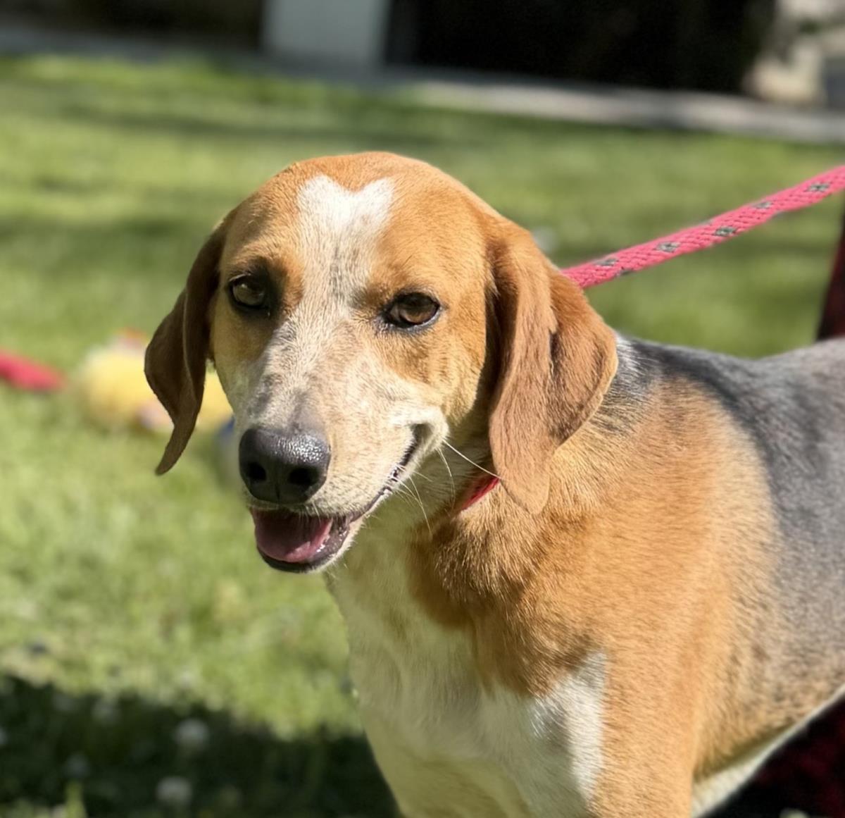 Enlarge Jolene, a Adoptable Treeing Walker Coonhound in Locust Fork, AL image 3/3
