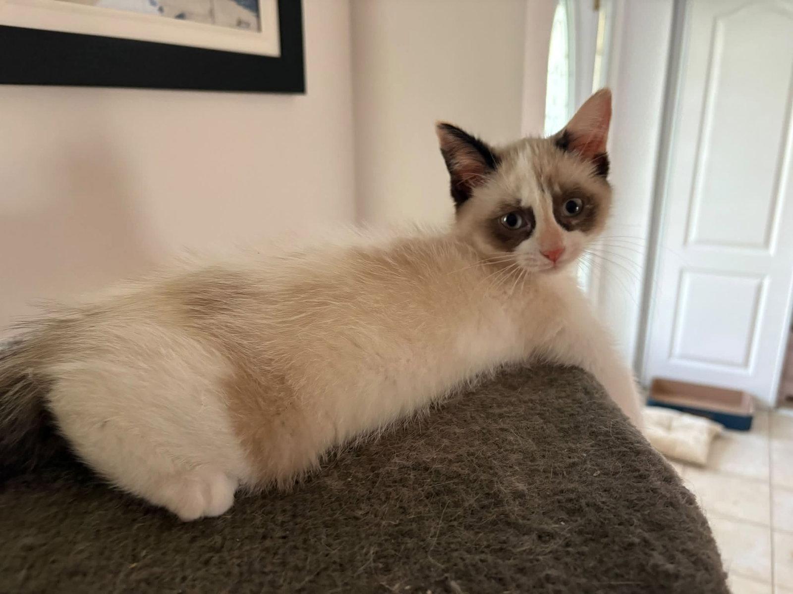Enlarge Casper, a Adopted Tortoiseshell in Orleans, ON image 3/3