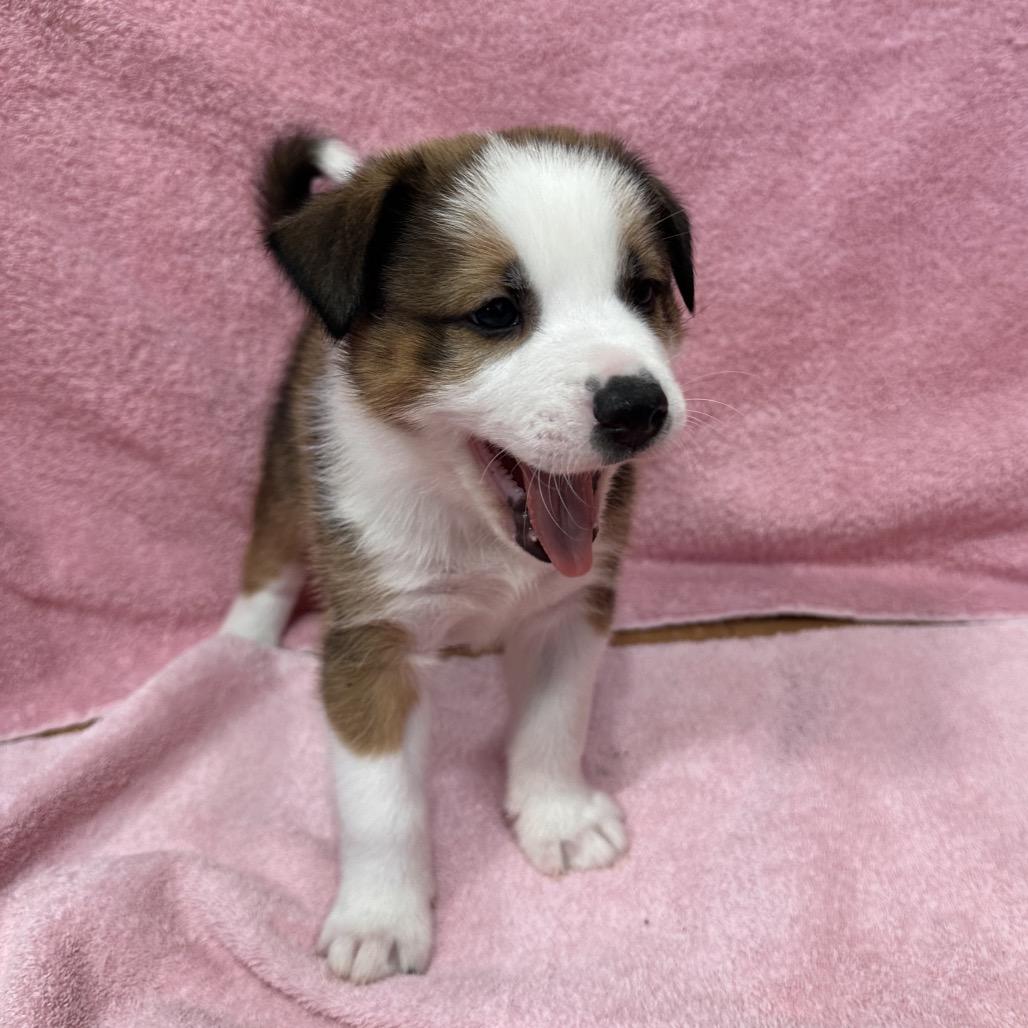Ranger, Adoptable, Puppy Male German Shepherd Dog & Collie.
