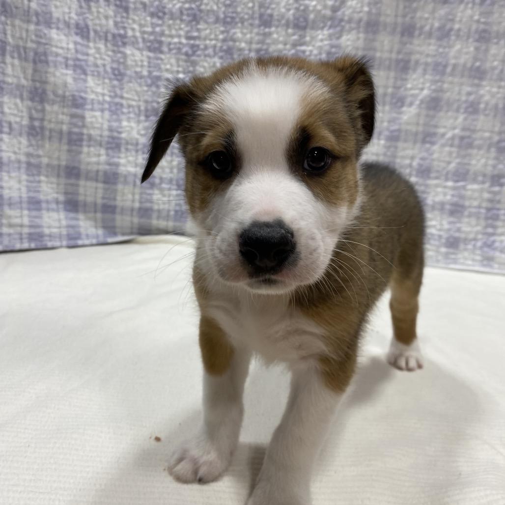 Enlarge Ranger, a Adoptable mixed breed in Puslinch, ON image 3/6