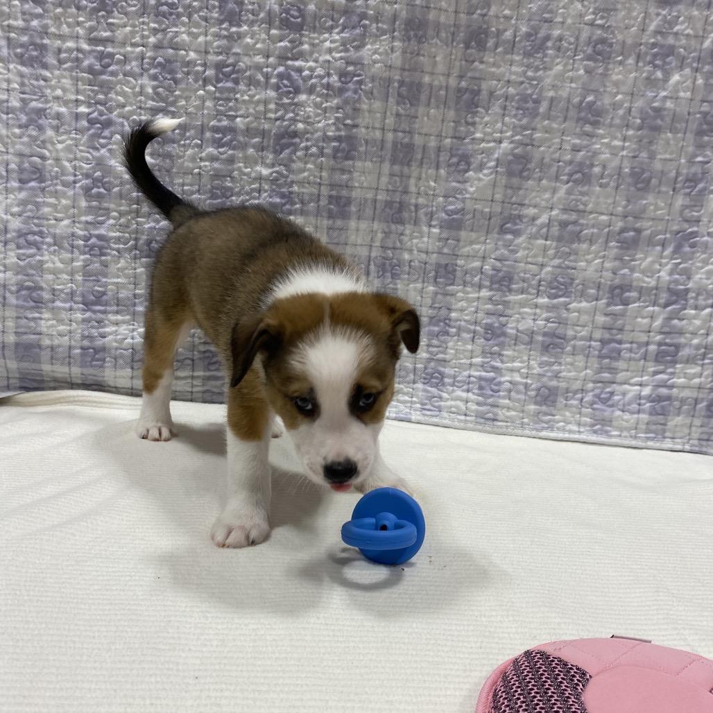 Enlarge Ranger, a Adoptable mixed breed in Puslinch, ON image 4/6