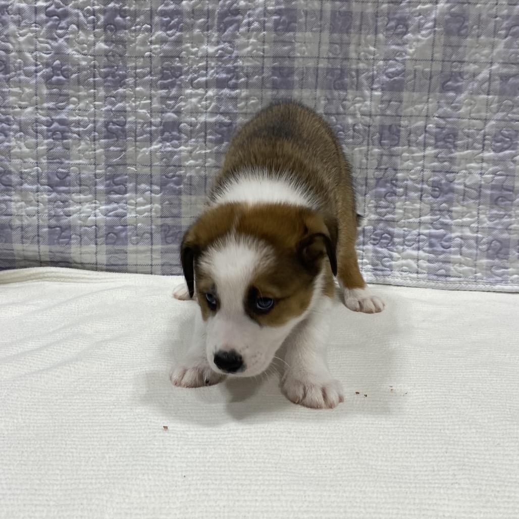 Enlarge Ranger, a Adoptable mixed breed in Puslinch, ON image 5/6