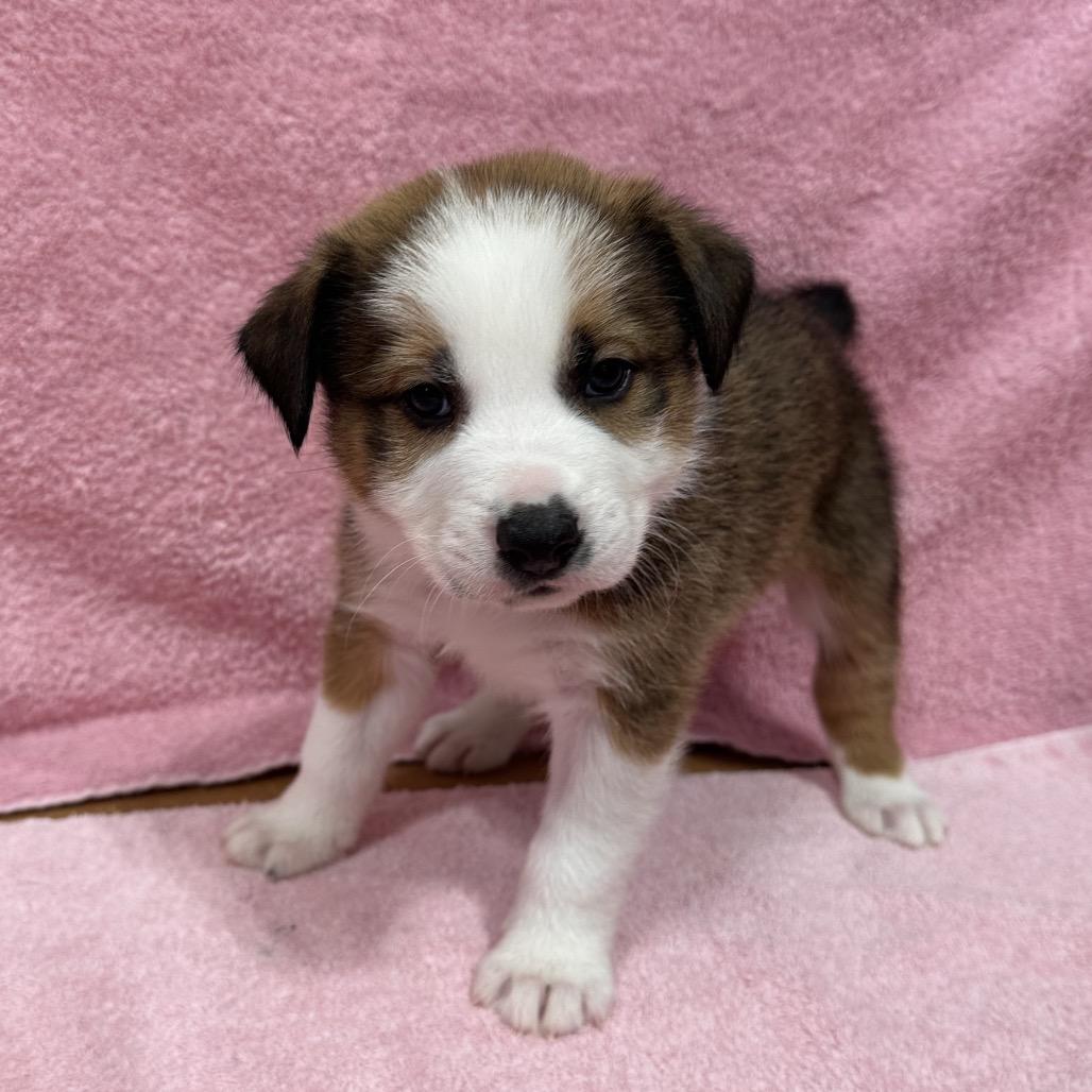Enlarge Ranger, a Adoptable mixed breed in Puslinch, ON image 6/6