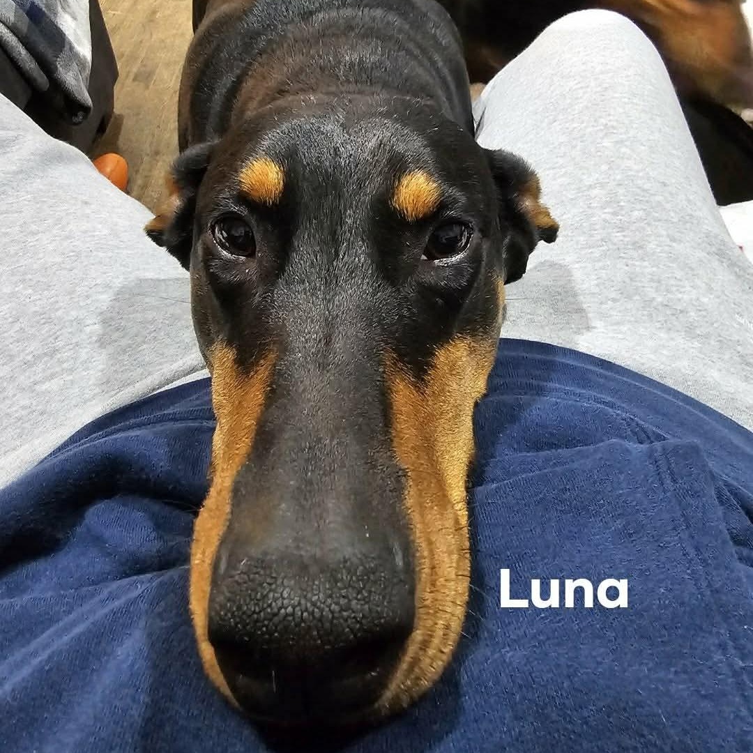 Enlarge Keba (BONDED WITH LUNA), a ADOPTABLE Doberman Pinscher in Hughesville, MD image 6/6