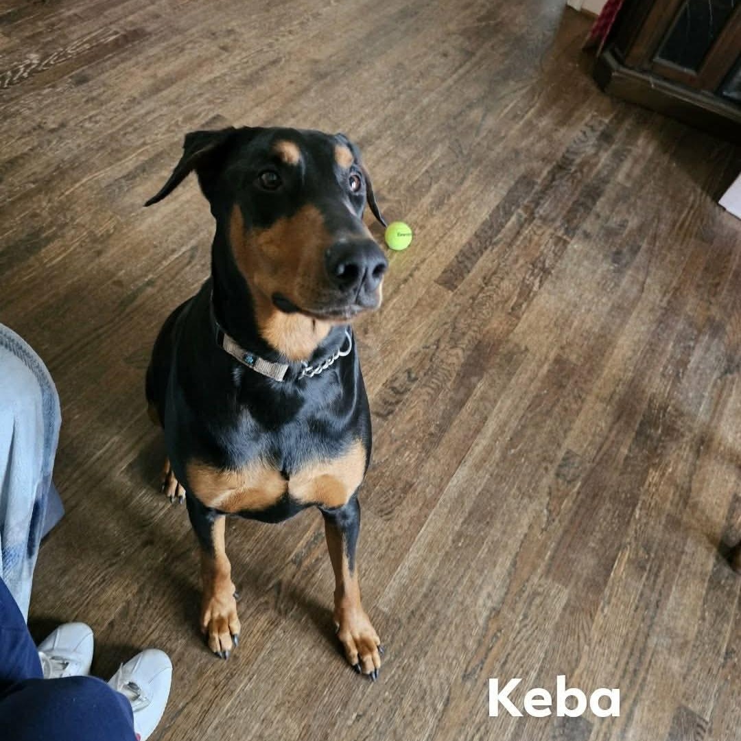 Enlarge Keba (BONDED WITH LUNA), a ADOPTABLE Doberman Pinscher in Hughesville, MD image 4/6