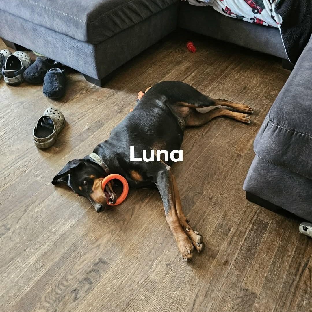 Enlarge Keba (BONDED WITH LUNA), a ADOPTABLE Doberman Pinscher in Hughesville, MD image 5/6