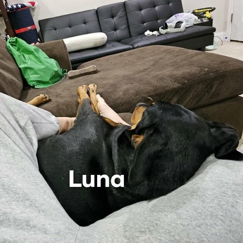 Enlarge Keba (BONDED WITH LUNA), a ADOPTABLE Doberman Pinscher in Hughesville, MD image 3/6