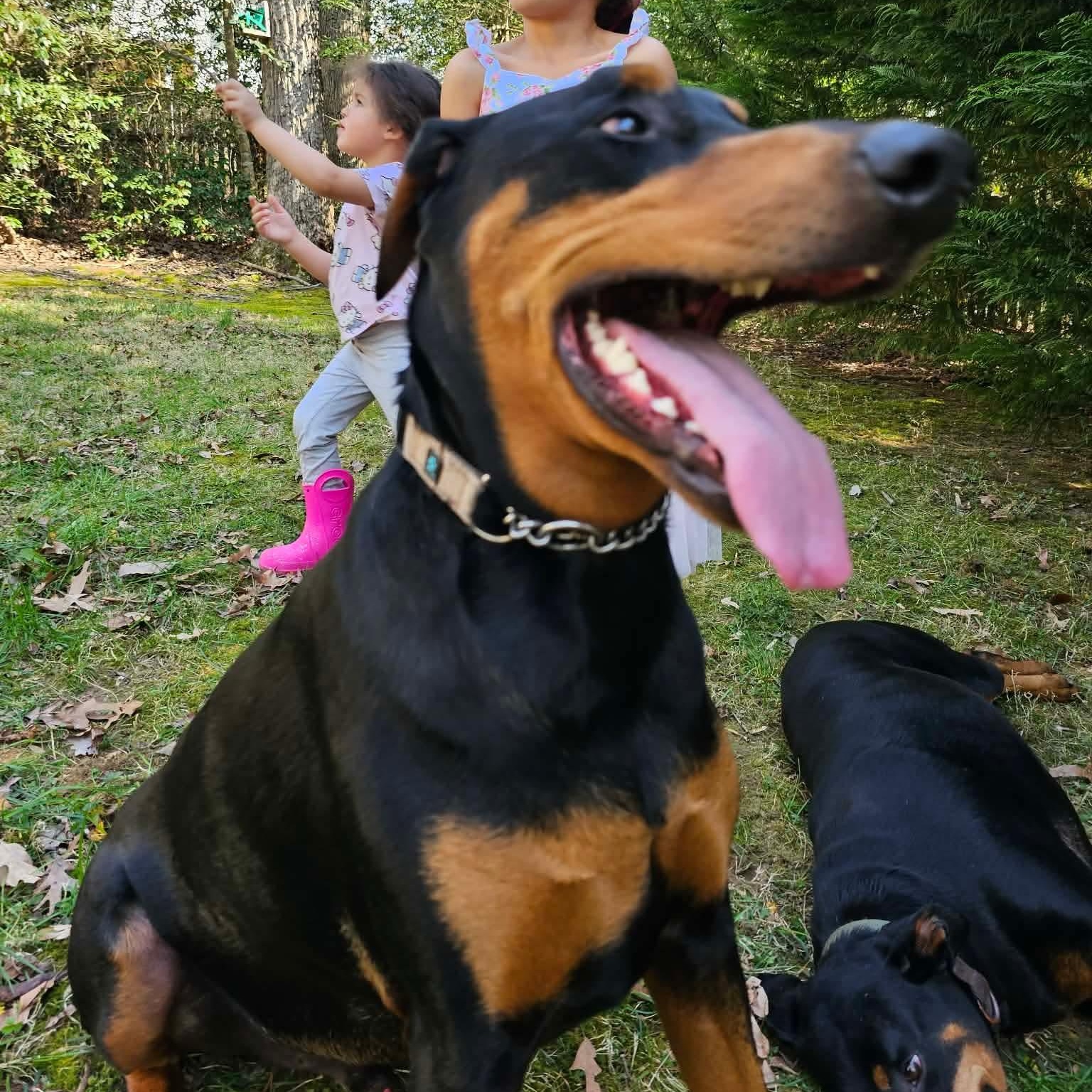 Enlarge Keba (BONDED WITH LUNA), a ADOPTABLE Doberman Pinscher in Hughesville, MD image 2/6