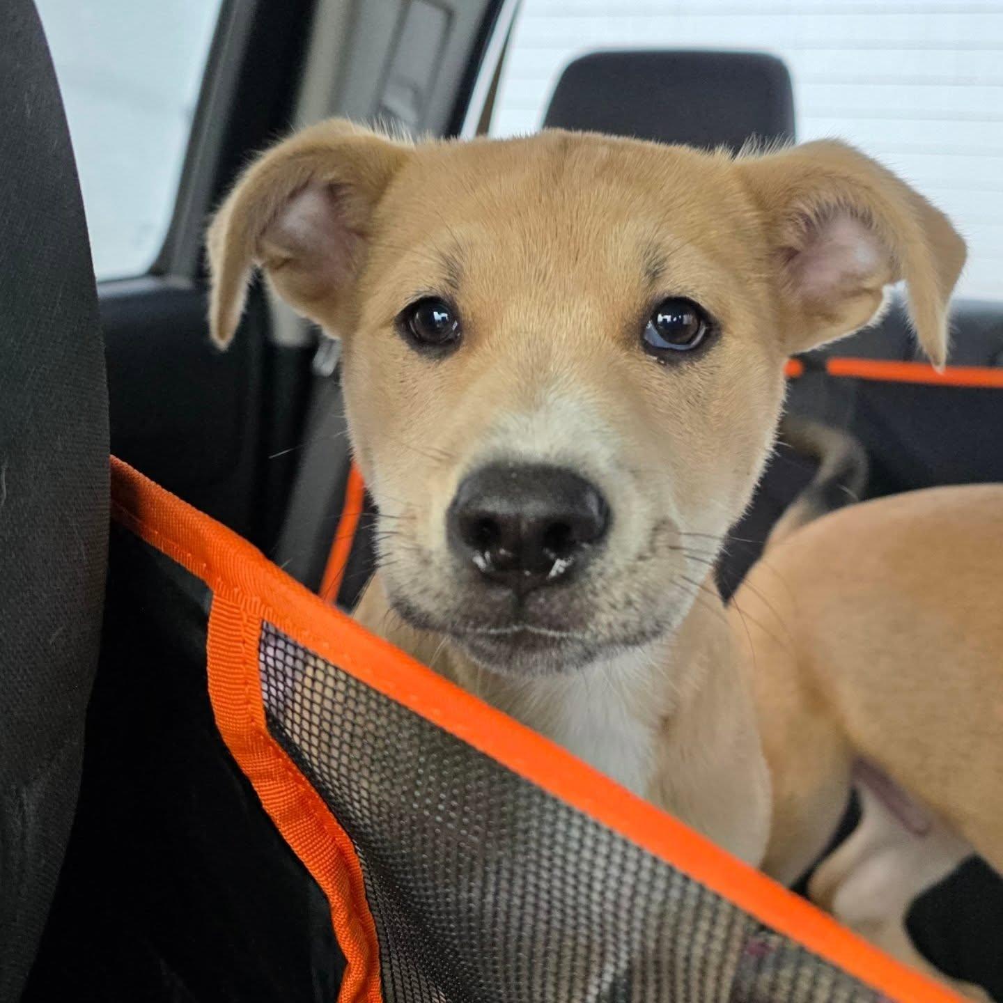 Enlarge Bella, a ADOPTABLE mixed breed in Santa Clara, CA image 5/5