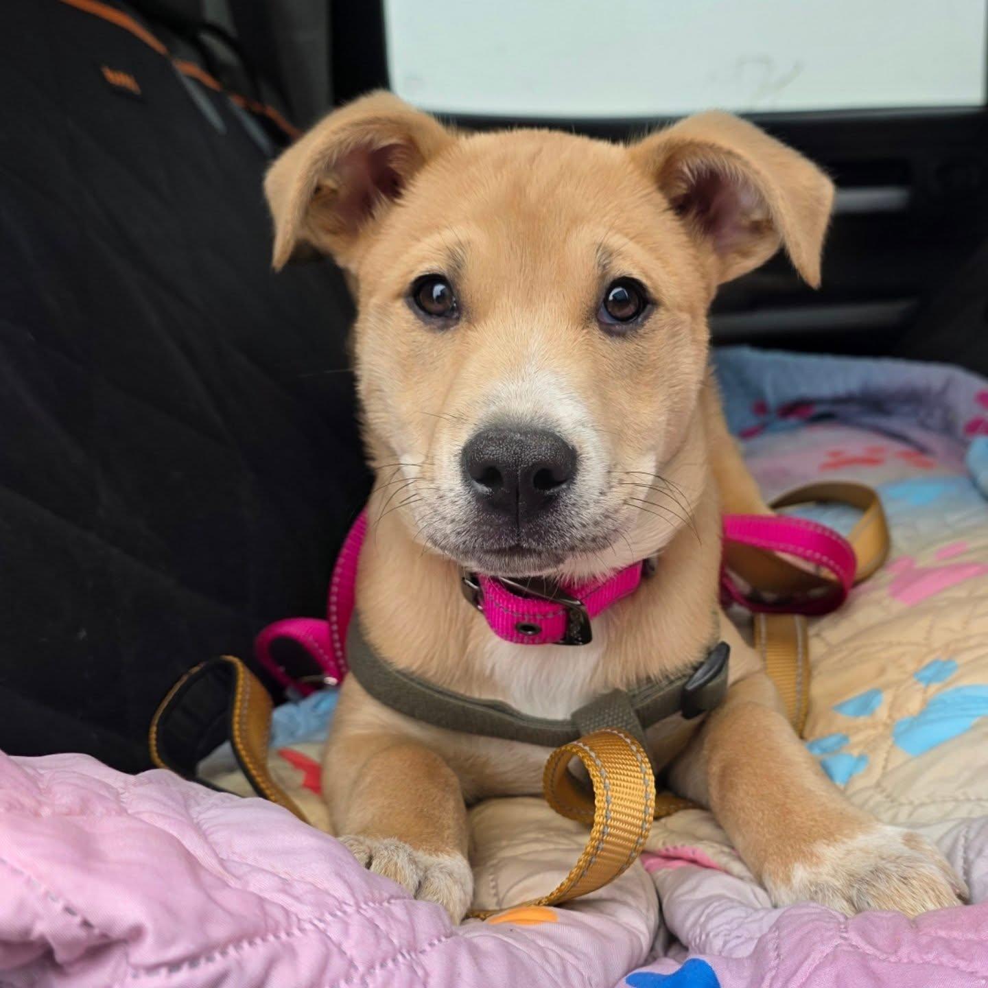Bella, ADOPTABLE, Puppy Female German Shepherd Dog & Mixed Breed.