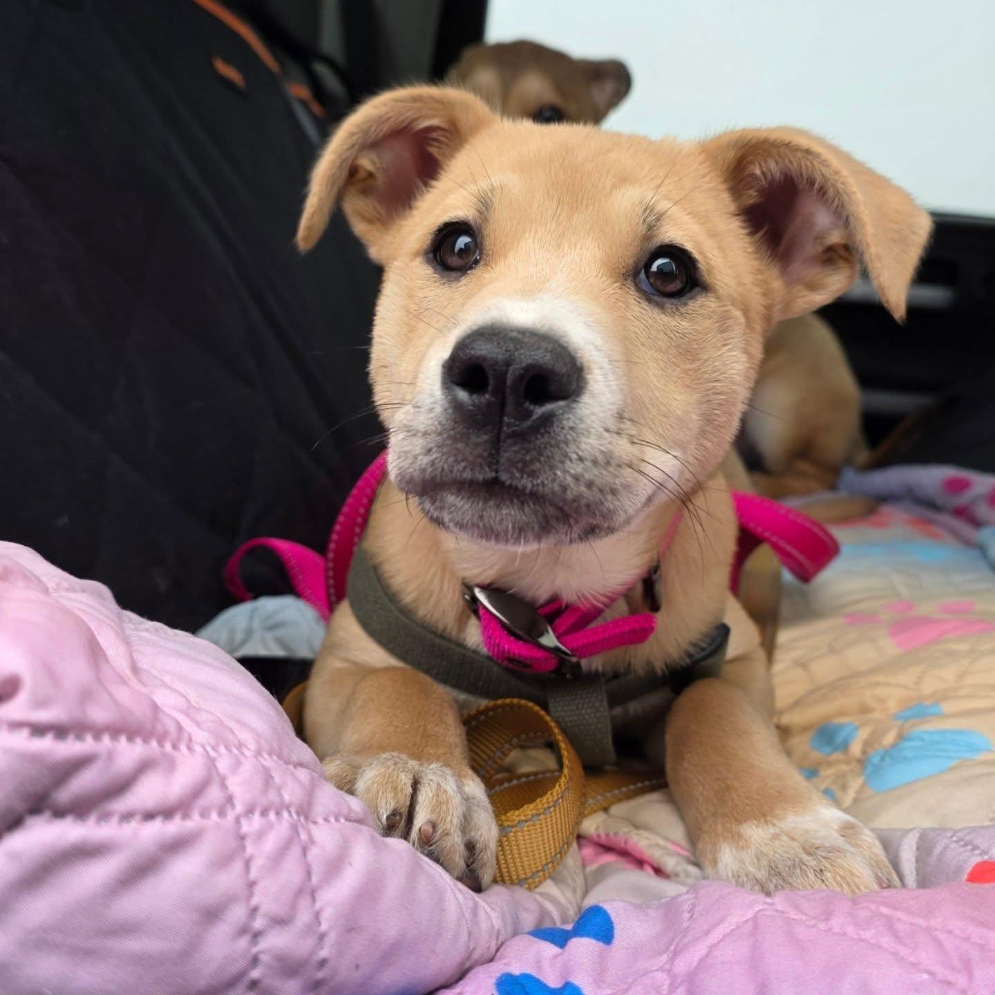 Enlarge Bella, a ADOPTABLE mixed breed in Santa Clara, CA image 3/5