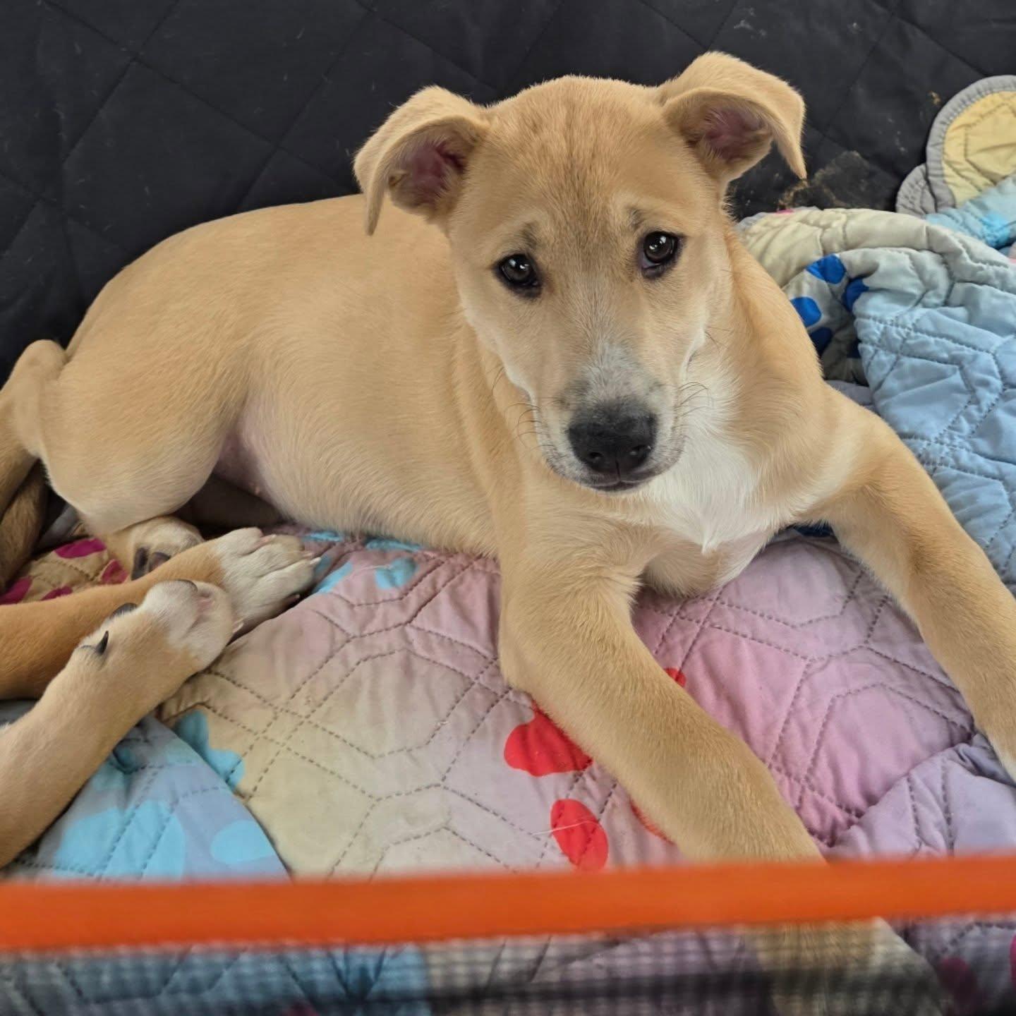 Enlarge Bella, a ADOPTABLE mixed breed in Santa Clara, CA image 2/5