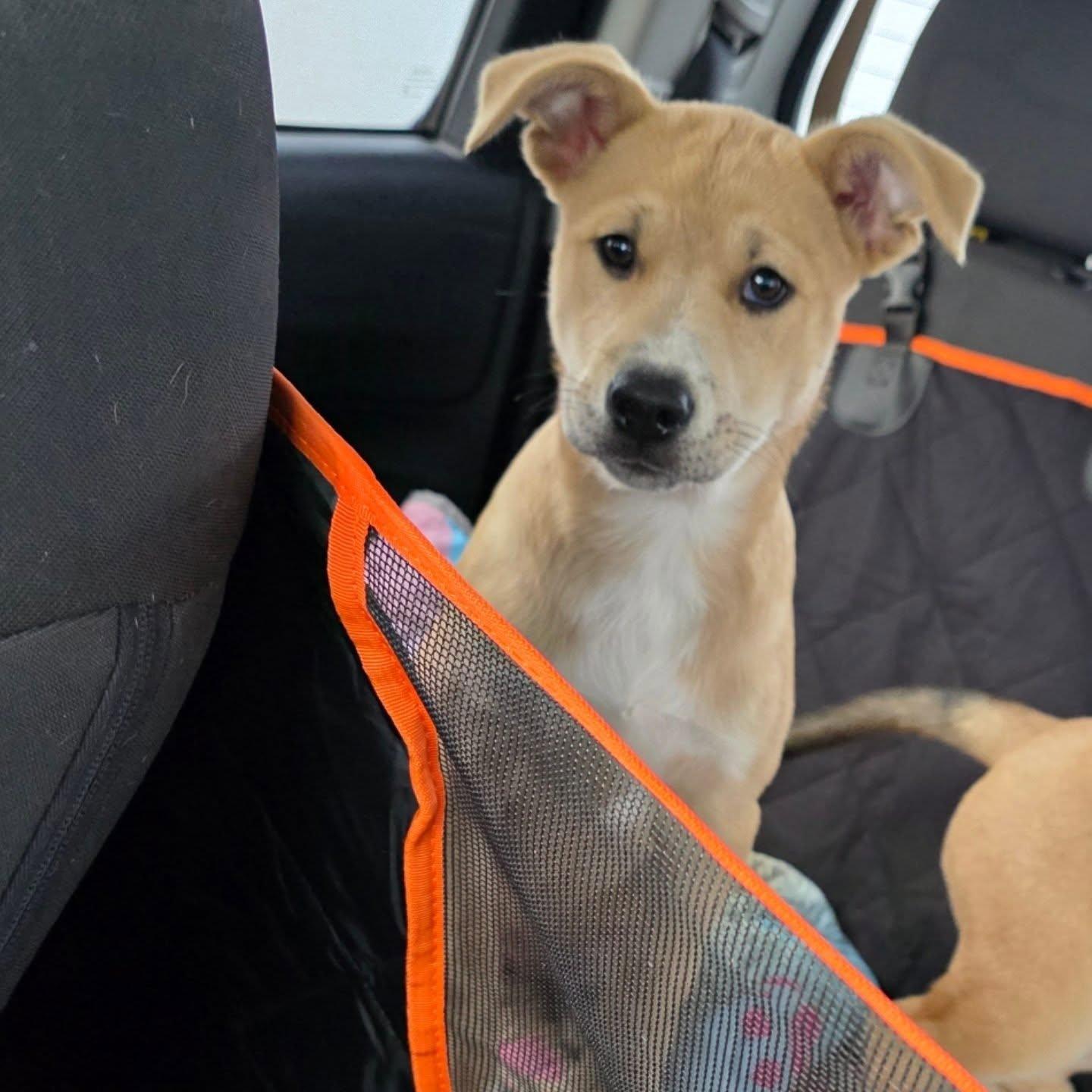 Enlarge Bella, a ADOPTABLE mixed breed in Santa Clara, CA image 4/5