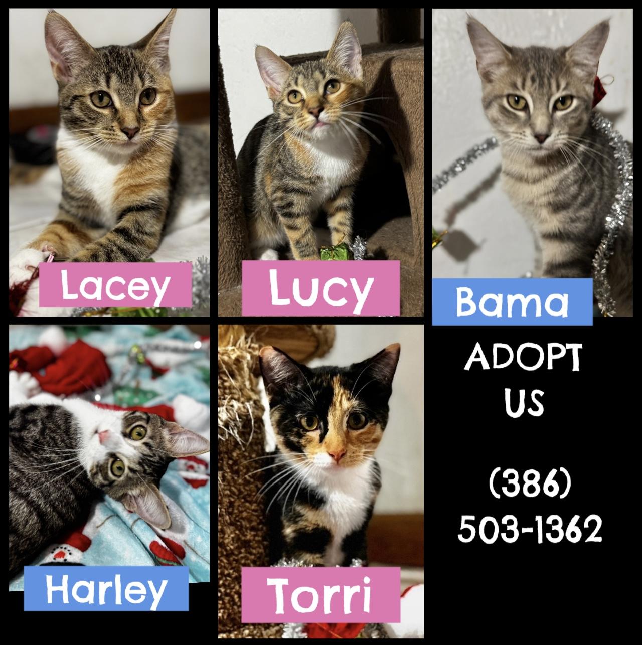 Enlarge 5 kittens need HOMES! (Can adopt separately)!!! , a ADOPTABLE Domestic Short Hair in Daytona Beach, FL image 1/5