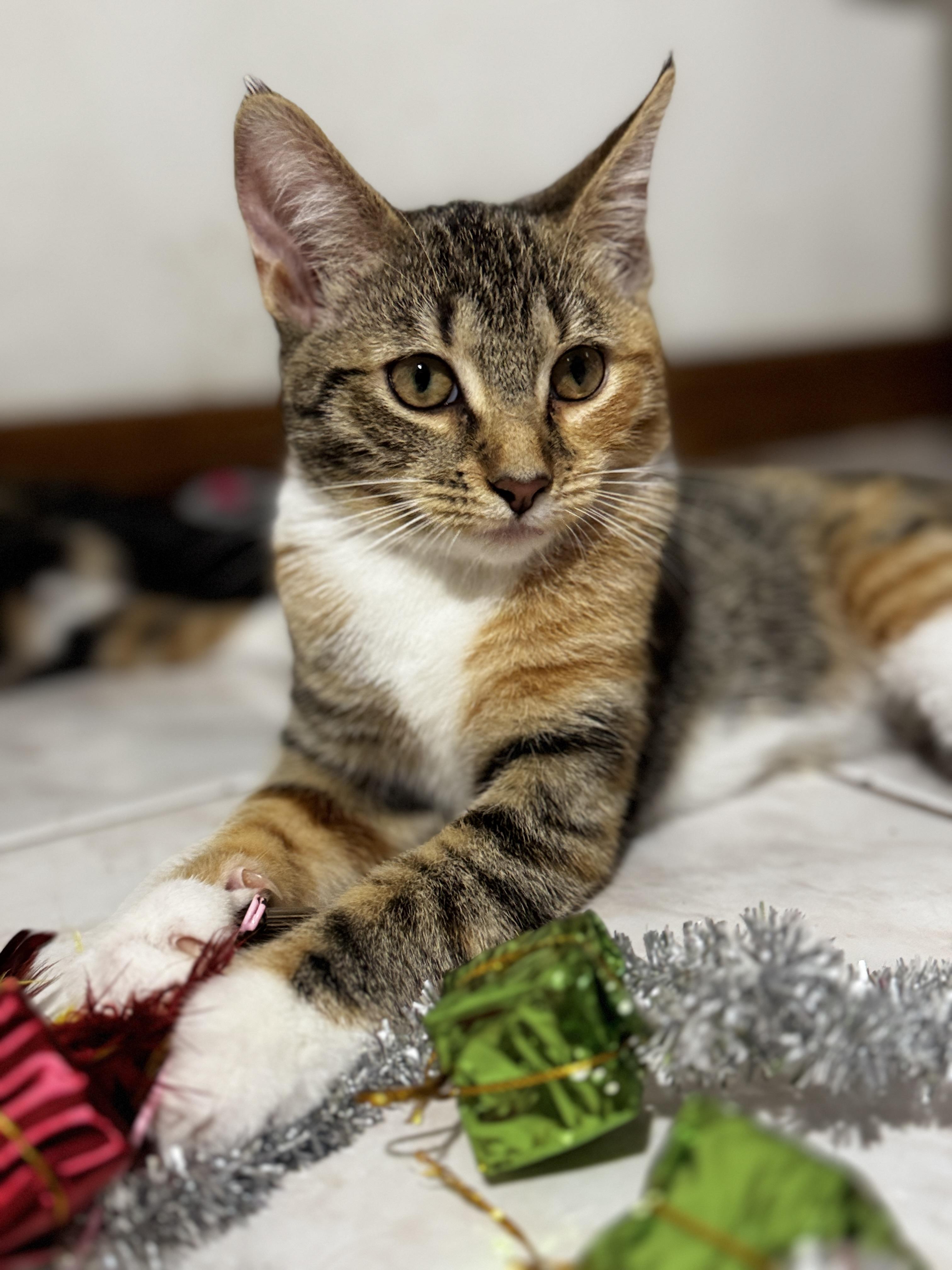 Enlarge 5 kittens need HOMES! (Can adopt separately)!!! , a ADOPTABLE Domestic Short Hair in Daytona Beach, FL image 2/5