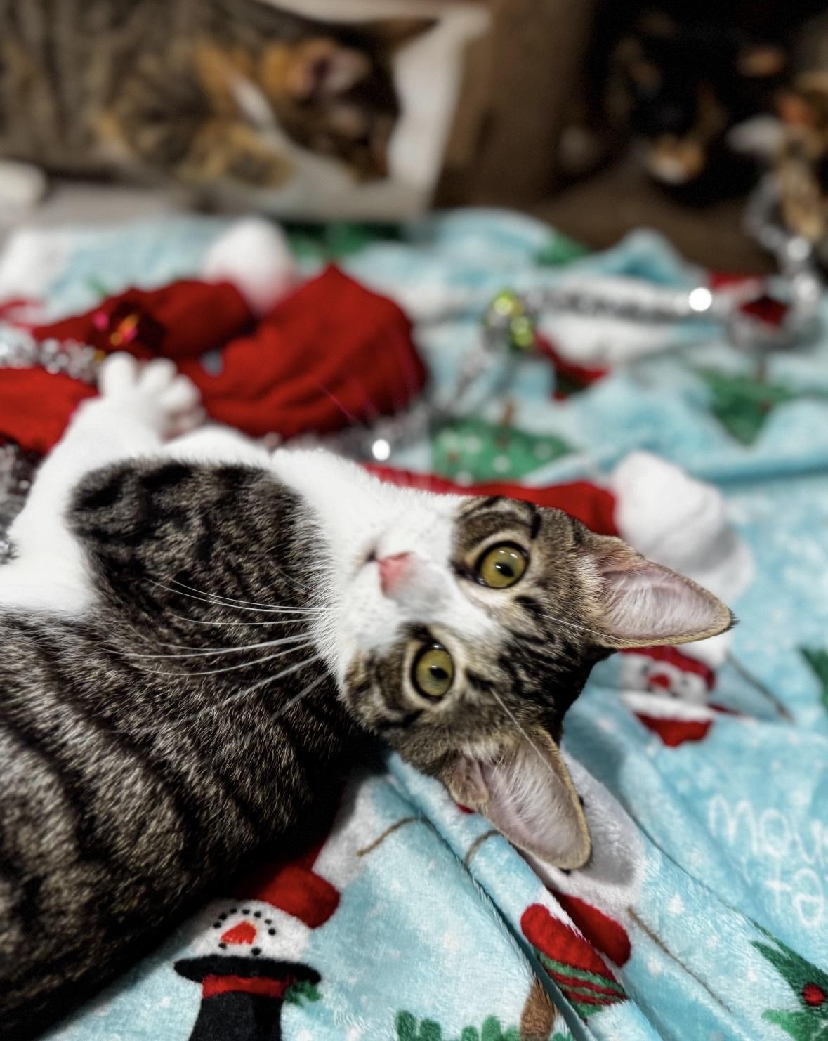 Enlarge 5 kittens need HOMES! (Can adopt separately)!!! , a ADOPTABLE Domestic Short Hair in Daytona Beach, FL image 3/5