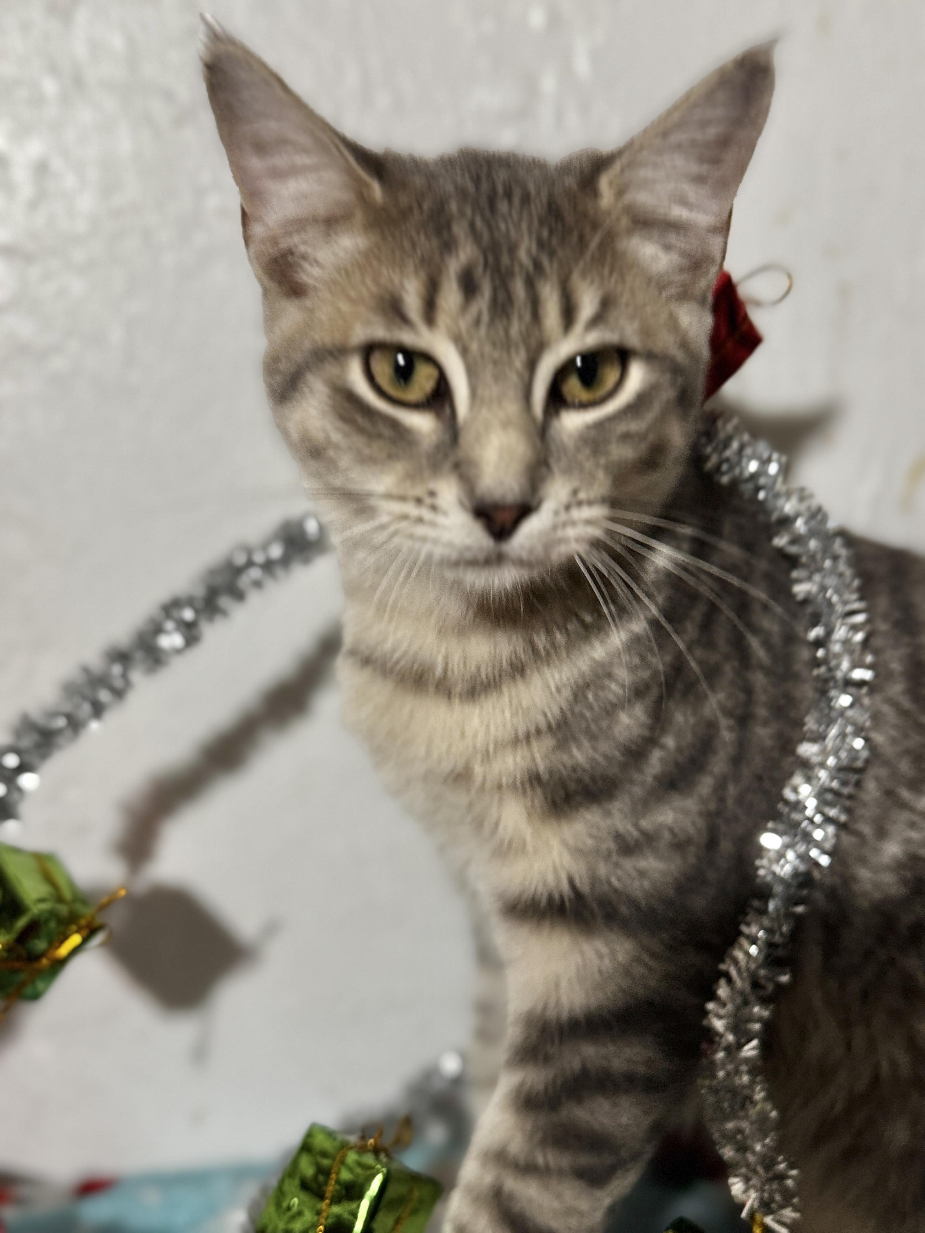 Enlarge 5 kittens need HOMES! (Can adopt separately)!!! , a ADOPTABLE Domestic Short Hair in Daytona Beach, FL image 4/5