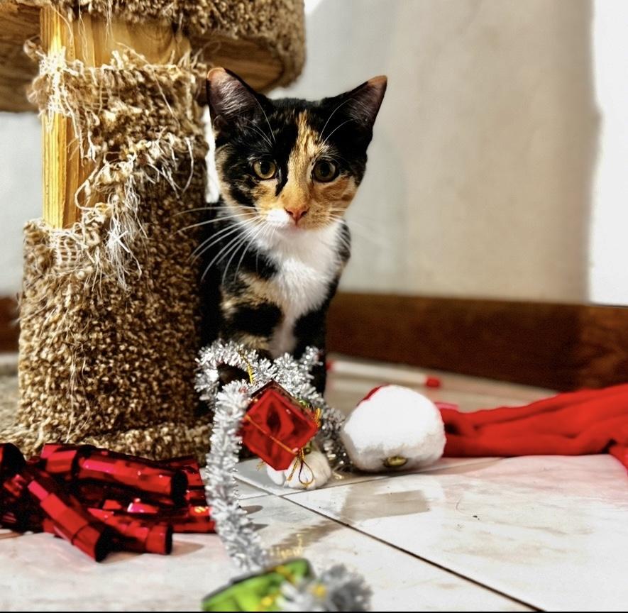 Enlarge 5 kittens need HOMES! (Can adopt separately)!!! , a ADOPTABLE Domestic Short Hair in Daytona Beach, FL image 5/5