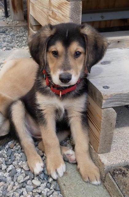 Zoom Flume, ADOPTABLE, Puppy Female Labrador Retriever.