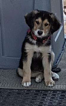 Zoom Flume, a ADOPTABLE mixed breed in Buena Vista, CO image 2/3