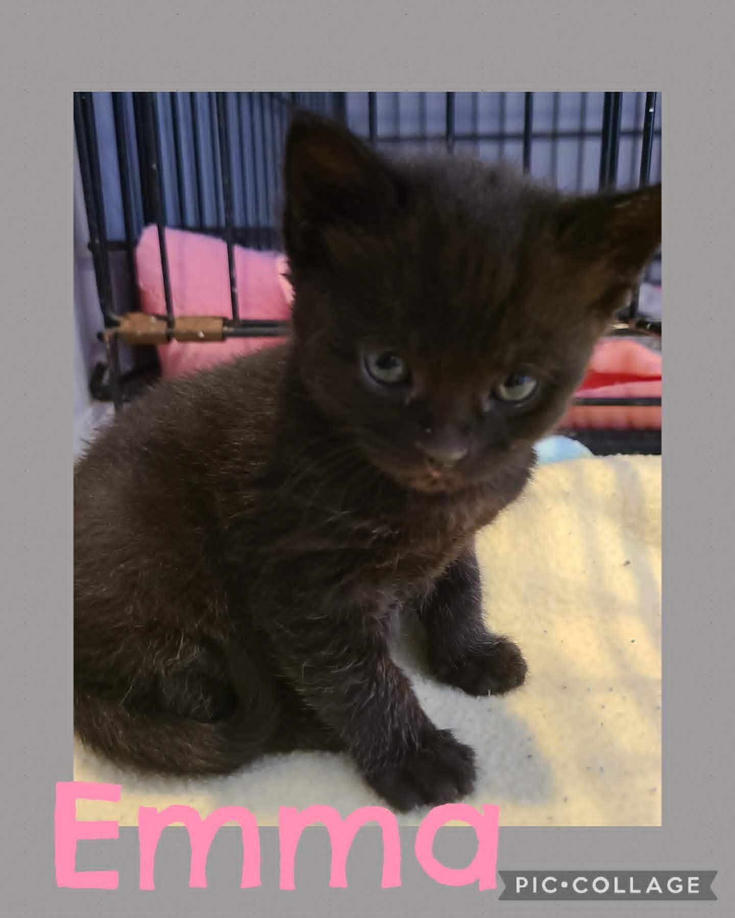 Emma, adoptable, Young Female Domestic Short Hair.
