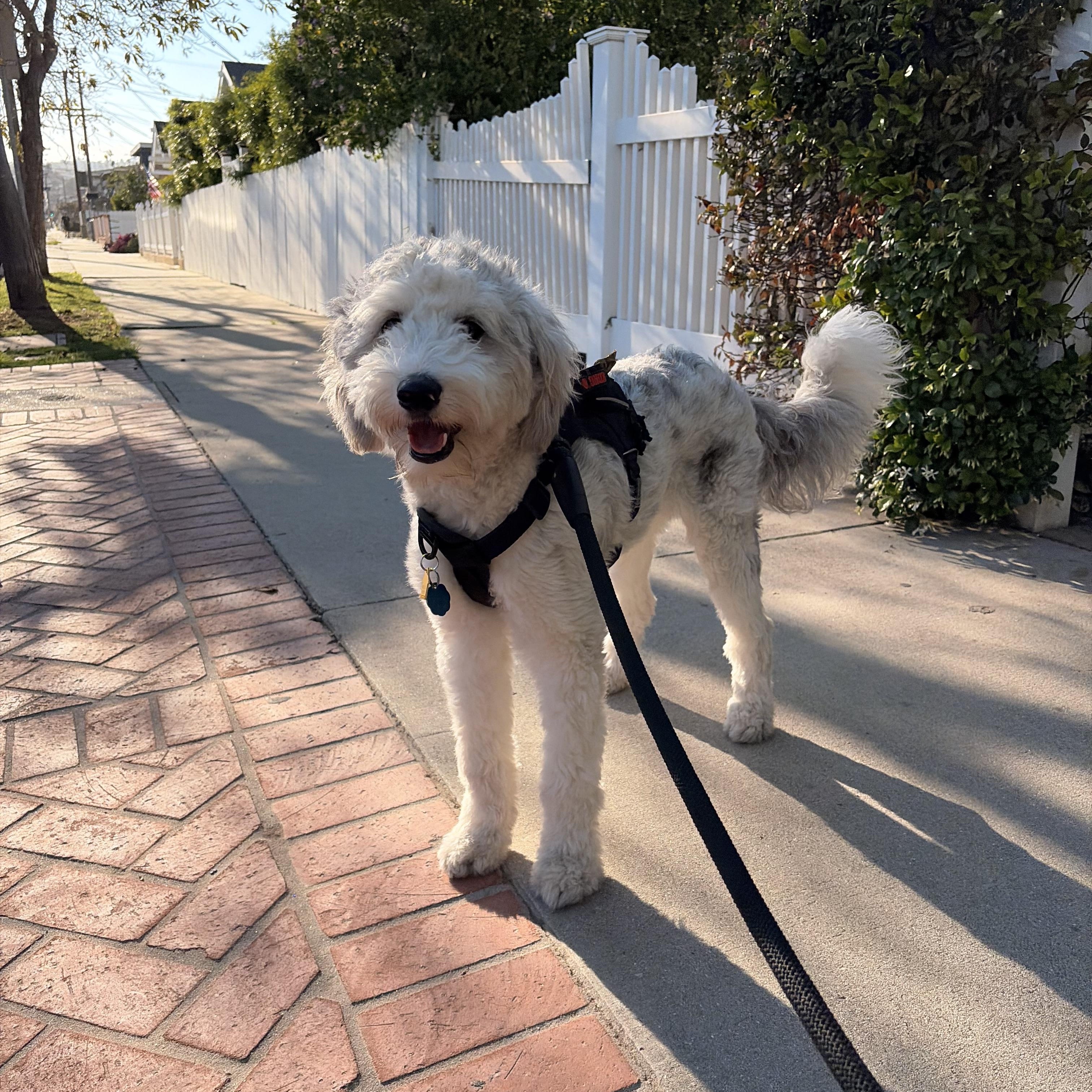 Enlarge Tofu, an adopted Aussiedoodle in Torrance, CA image 1/4