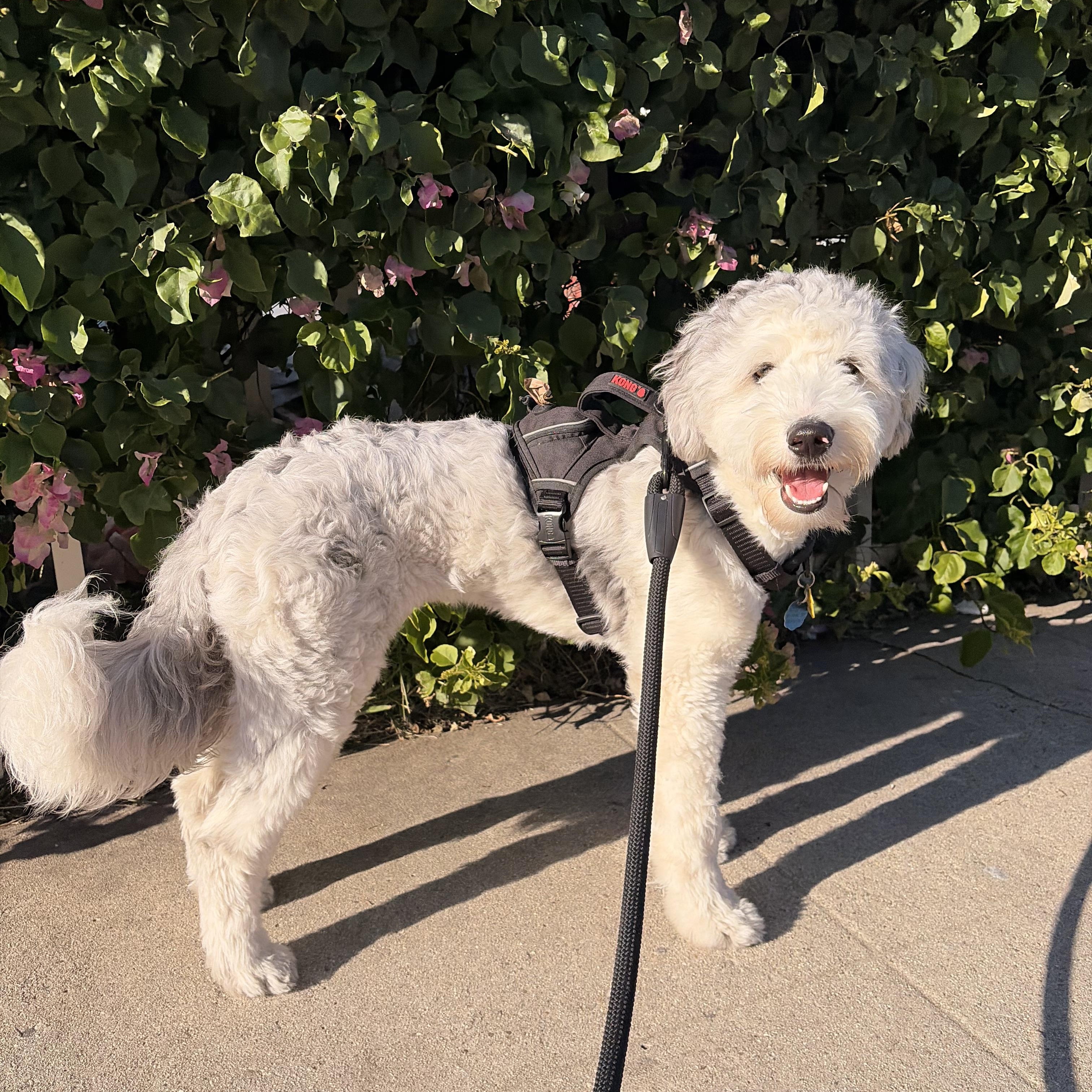 Enlarge Tofu, an adopted Aussiedoodle in Torrance, CA image 3/4